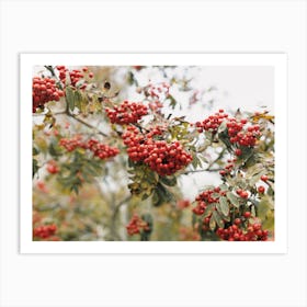 Red Winter Berries Art Print