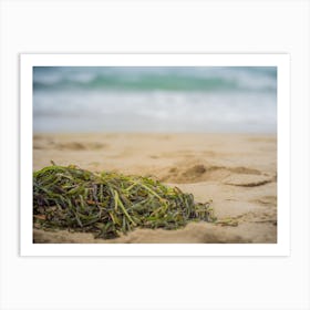 Close Up Of Algae On The Beach Sand Art Print