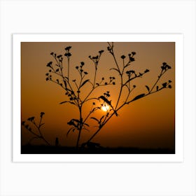 Silhouette Of A Plant At Sunset Art Print