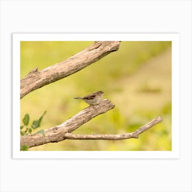 Sparrow perched on a branch Art Print