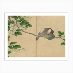 Pigeon On A Branch 1 Art Print