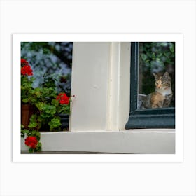 Meow in Amsterdam Art Print