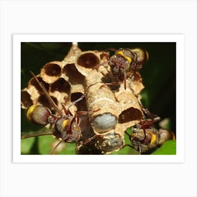 Wasp Nest Art Print