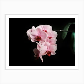 Blooming Pink Orchid // Nature Photography Art Print