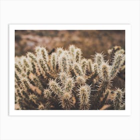 Prickly Cactus Art Print