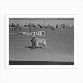 Untitled Photo, Possibly Related To Cowboy Being Thrown From Bucking Horse During The Rodeo Of The San Art Print