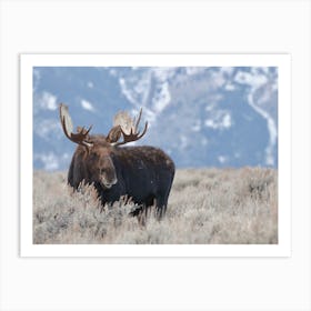 Wyoming Moose Scenery Art Print