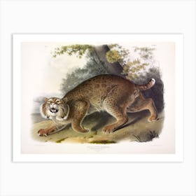 Lynx Rufus, John James Audubon Art Print