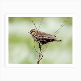 Female Redwinged Blackbird Close Up Art Print