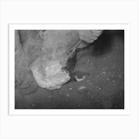 Untitled Photo, Possibly Related To Applying Fly Repellent After Branding At Roundup Near Marfa, Texas By Russell Art Print