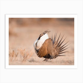 Greater Sage Grouse Art Print