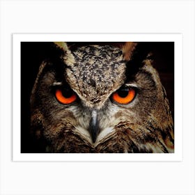 Owl Eyes Bird Eagle Art Print