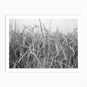 Rice,Crowley, Louisiana By Russell Lee Art Print