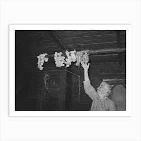 Old Cajun Woman Reaching For Strings Of Garlic Suspended From Rafters, Near Crowley, Louisiana By Russell Lee Art Print