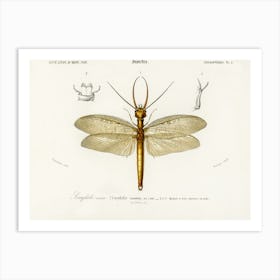 Eastern Dobsonfly (Corydalus Cornutus), Charles Dessalines D'Orbigny Art Print