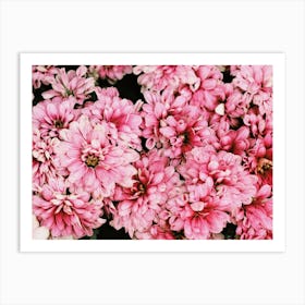 Bright Pink Flowers Art Print