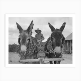 Burros Pulling Cart Which Mr, Leatherman, Homesteader, Is Driving, Pie Town, New Mexico By Russell Lee Art Print