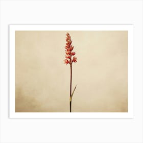 Red Flower On A Stem Art Print