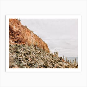 Arizona Desert Cactus Art Print