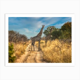 giraffe at sunset okavango Art Print