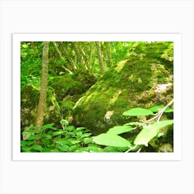 Mossy Rocks In The Forest Art Print