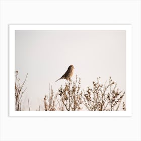 White Crowned Sparrow Art Print
