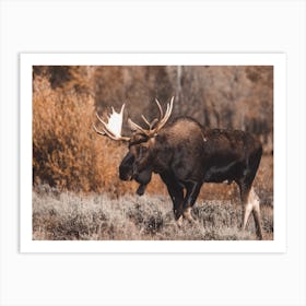 Moose In The Fall Art Print