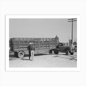 Large Truck Trailer Filled With Cattle To Be Sold At Stockyards Auction, San Angelo, Texas By Russell Lee Art Print