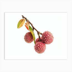 Lychee Fruit Isolated On White Art Print