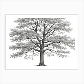 maple tree pencil sketch ultra detailed 5 Art Print