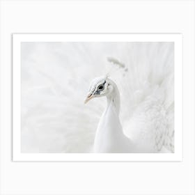 White Peacock 5 Art Print