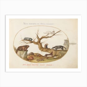 Quadervpedia Animals And Reptiles, Joris Hoefnagel Art Print