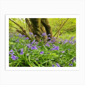 Bluebells In The Woods Art Print