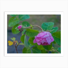 Pink Rose 1 Art Print