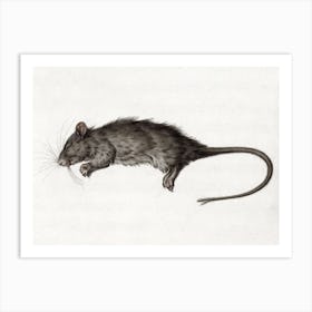 Dead Rat (1795), Jean Bernard Art Print