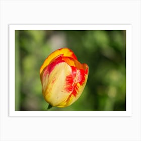 Tulip Stock Videos & Royalty-Free Footage Art Print