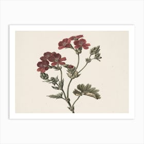 Geranium 3 Art Print