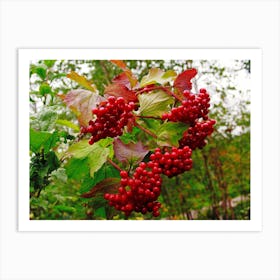 Red Berries On A Tree Art Print