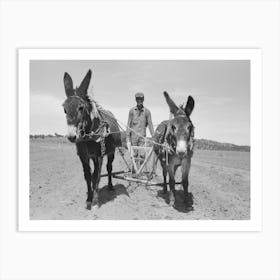 Jack Whinery Plowing With Burros And Homemade Plow, Pie Town, New Mexico By Russell Lee Art Print