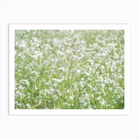 Botanical wild white radish flowers in a field art print - summer nature and travel photography by Christa Stroo Art Print