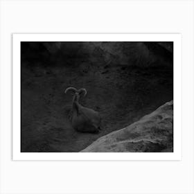 A Mountain Goat In A Frame Of Rocks Black And White Art Print