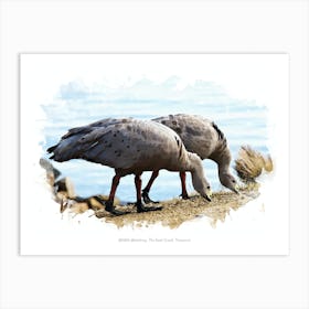 Wildlife Watching, The East Coast, Tasmania Art Print