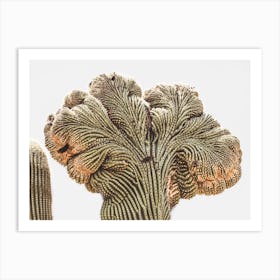Crested Saguaro Art Print