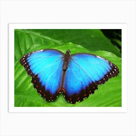 Blue Butterfly Art Print