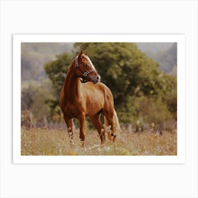 Horse In Meadow Art Print