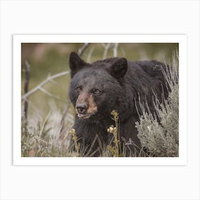 Spring Black Bear Art Print