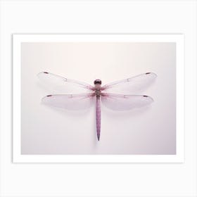 Dragonfly Roseate Skimmer Orthemis 2 Art Print