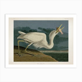 Vintage Audubon 2 Great White Heron Art Print