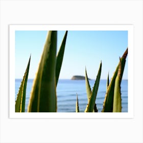 Agave with a Sea View // Ibiza Nature & Travel Photography Art Print