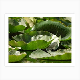 Lotus Leaves Art Print